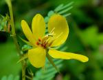 Chamaecrista fasciculata  (Michx.) Greene var. fasciculata