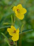 Chamaecrista fasciculata (Michx.) Greene var. macrosperma (Fernald) C. F. Reed