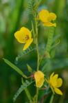 Chamaecrista fasciculata (Michx.) Greene var. macrosperma (Fernald) C. F. Reed