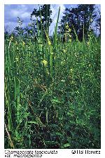 Chamaecrista fasciculata (Michx.) Greene var. macrosperma (Fernald) C. F. Reed