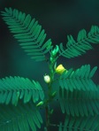 Chamaecrista nictitans (L.) Moench var. nictitans
