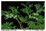 Chamaecyparis thyoides (L.) BSP