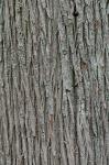 Chamaecyparis thyoides (L.) BSP