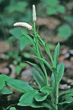 Chamaelirium luteum (L.) Gray