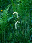 Chamaelirium luteum (L.) Gray