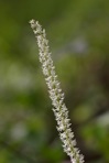 Chamaelirium luteum (L.) Gray