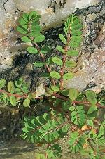 Euphorbia humistrata Engelm.