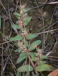 Euphorbia maculata L.
