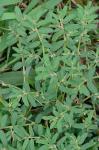Euphorbia maculata L.