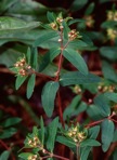 Euphorbia nutans Lagasca y Segura