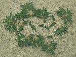 Euphorbia polygonifolia L.