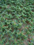 Euphorbia polygonifolia L.