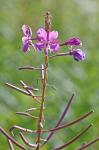 Chamaenerion angustifolium (Linnaeus) Scopoli ssp. circumvagum (Mosquin) Moldenke