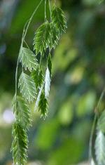 Chasmanthium latifolium (Michx.) Yates