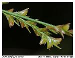Chasmanthium laxum (L.) Yates