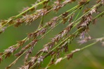 Chasmanthium laxum (L.) Yates
