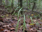 Chasmanthium laxum (L.) Yates