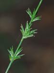 Chasmanthium sessiliflorum (Poir.) Yates