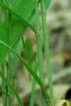 Chasmanthium sessiliflorum (Poir.) Yates
