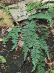 Myriopteris alabamensis (Buckley) Grusz & Windham