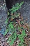Myriopteris alabamensis (Buckley) Grusz & Windham