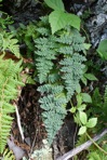 Myriopteris rufa Fée