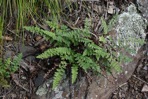 Myriopteris rufa Fée