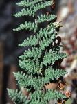 Myriopteris rufa Fée