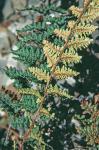 Myriopteris rufa Fée