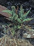 Myriopteris rufa Fée