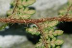 Myriopteris rufa Fée
