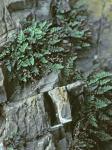 Myriopteris gracilis Fée