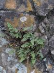 Myriopteris gracilis Fée