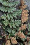 Myriopteris gracilis Fée