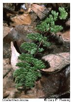 Myriopteris lanosa (Michaux) Grusz & Windham
