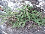 Myriopteris lanosa (Michaux) Grusz & Windham