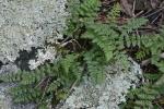 Myriopteris lanosa (Michaux) Grusz & Windham