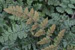 Myriopteris lanosa (Michaux) Grusz & Windham