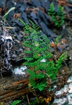 Myriopteris lanosa (Michaux) Grusz & Windham