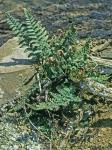 Myriopteris tomentosa (Link) Fée
