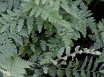 Myriopteris tomentosa (Link) Fée