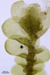 Cheilolejeunea clypeata (Schwein.) W. Ye & R. L. Zhu