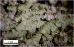Cheilolejeunea clypeata (Schwein.) W. Ye & R. L. Zhu