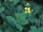 Chelidonium majus L.
