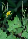 Chelidonium majus L.