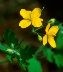 Chelidonium majus L.