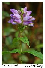 Chelone cuthbertii Small