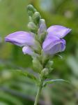 Chelone cuthbertii Small