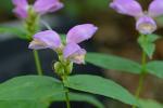 Chelone cuthbertii Small