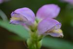 Chelone cuthbertii Small